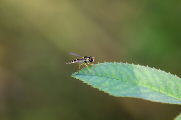 Eine Schwebfliege, Insekt auf einer Pflanze.
