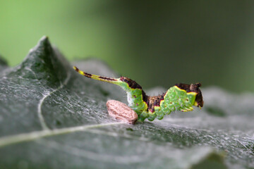 Portrait, Nahaufnahme einer Schmetterlingsraupe an einer Pflanze. 