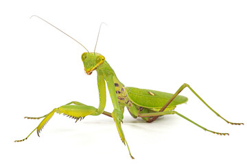 Mantis ordinary or mantis religious, isolated on white background