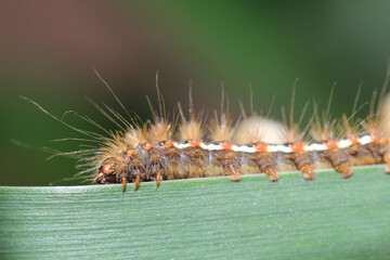 Nahaufnahme einer Raupe des Goldafters auf dem Blatt einer Wasserlilie. 