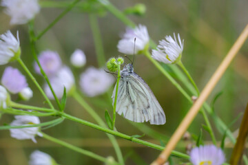 Ein Grünader Weißling auf einer blühenden Pflanze.