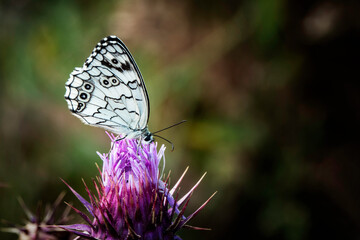 A butterfly on a thorny flower