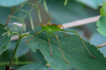 Ein grüner Grashüpfer sitzt auf einer Wiesenpflanze.