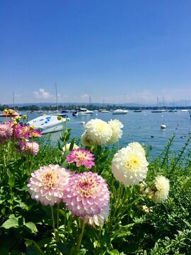 F&ecirc;te des dahlias sur les quais &agrave; Morges