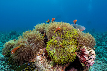 Fototapeta na wymiar Maldive anemonefish, Amphiprion nigripes, in Maldives
