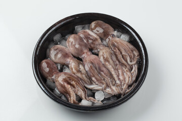 주꾸미,해산물,날것,스튜디,오실내,요리,음식재료