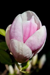 Gros plan d'une fleur de magnolia