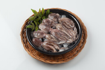 주꾸미,해산물,날것,스튜디,오실내,요리,음식재료