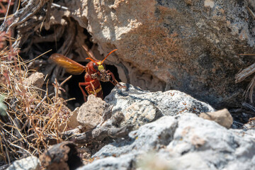Flying hornet.