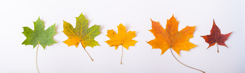 Maple leaves gradient from green to yellow. The concept of the changing seasons. Widescreen