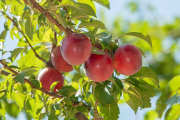 photo of green plum among leaves