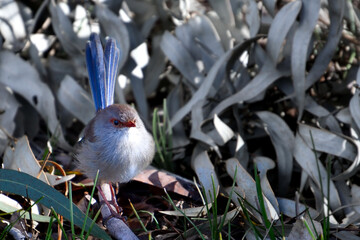 Female Superb Fairy Wren - Small Bird - Australia