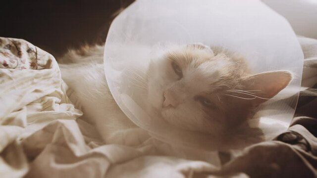 Ill cat in a bed. Amputated ear following ear cancer. Squamous Cell Carcinoma.