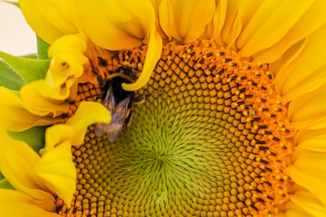 Eine Hummel auf einer Sonnenblume. Sonnenblumen werden gern von Hummeln im Sommer besucht.
