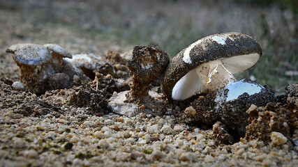 Fungi, mushroom or toadstool in a wetlands conservation park