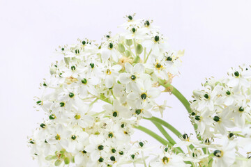 Spring background with arabian star flower (ornithogalum arabicum)