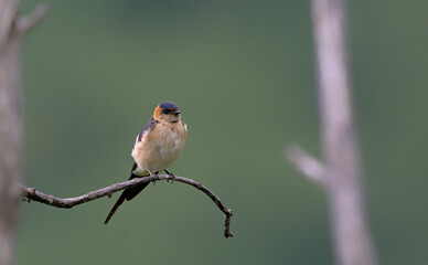 Red-rumped Swallow (Hirundo daurica), Greece 