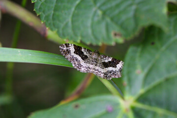 Ein Labkrautspanner sitzt auf einer Pflanze einer Wiese.