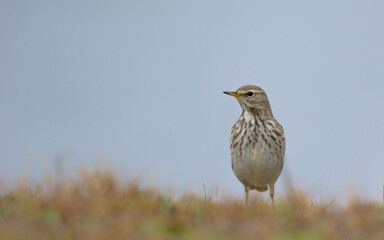 Water Pipit Anthus spinoletta, Greece