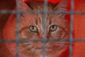 red haires cat is sitting behind te fence in a shelter and waiting for new humans