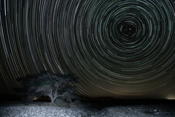 Star trails in the desert sky and a lonely Acacia tree.