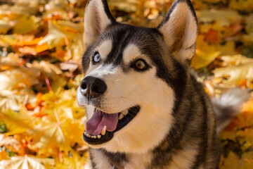 Obraz premium Close-up portrait of a head of a dog breed husky on a background of autumn yellow leaves.