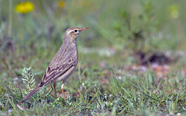 Tawny Pipit (Anthus campestris), Greece