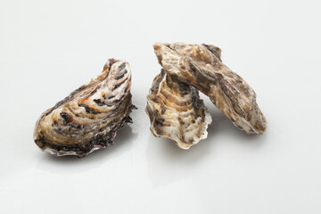 굴,누끼,사람없음,스튜디오,재료,조개,해산물,해산물,날것,스튜디,오실내,요리,음식재료