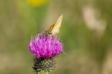 Auf der Blüte einer Mariendistel sitzt ein Dickkopffalter.