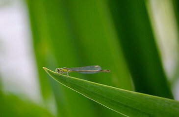 Eine Kleinlibelle sitzt auf einer Pflanze.