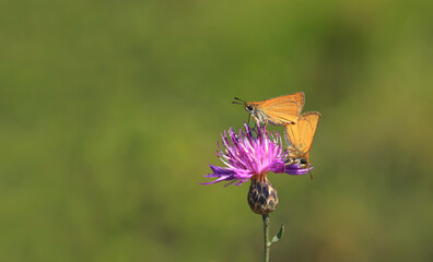 Pair of Yellow Antenna Hoppy Butterfly ( Thymelicus sylvestris ) on a plant
