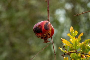 Diseased pomegranate fruit on the tree