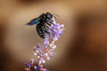 Bee on a wild plant.
