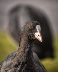 close up of a duck
