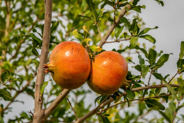 Red colored pomegranate fruit on the tree