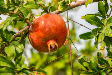 Red colored pomegranate fruit on the tree