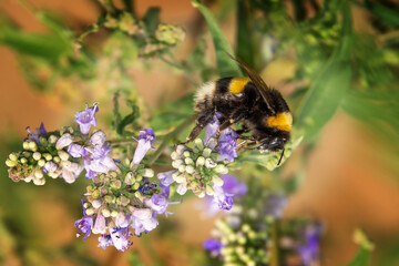 Bee on a wild plant.
