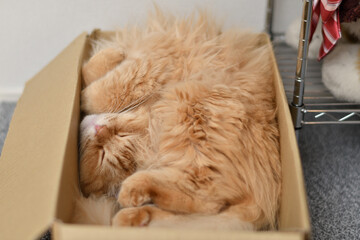 箱の中で寝る猫（マンチカン）