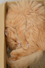 箱の中で寝る猫（マンチカン）