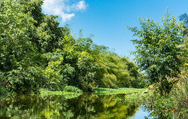 River located on the Caribbean island of Trinidad surrounded by tropical foliage reflected in the calm waters.