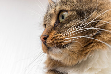 Brown, red, white and striped cat close-up on a light background. She has green eyes and a long mustache.