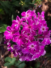 Lovely purple flower bloom