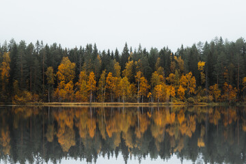 Autumn fairy tale in Kainuu, Finland. The colourful deciduous trees play with all their colours and reflect on the lake surface on a cloudy day. Fog clinging to the surface