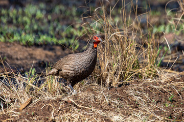 pheasant in the grass