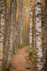 Autumn forest path surrounded by birch trees in orange-yellow colours.  Scandinavian autumn in an orange-yellow hue of colors. Colours in tiilikkajarvi national park, kainuu, Finland