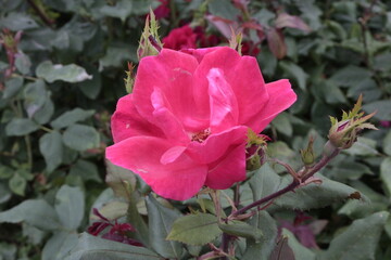 pink rose flower