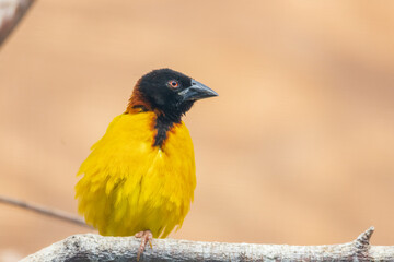 montserrat oriole - Icterus oberi - Icteridae