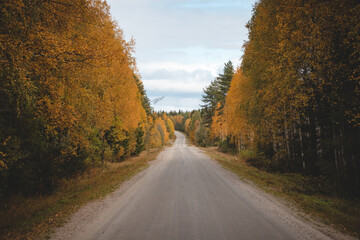 Fototapeta premium Autumn fairy tale in Kainuu, Finland. The colourful deciduous trees around the dirt road in autumn. Morning light shining on orange leaves.