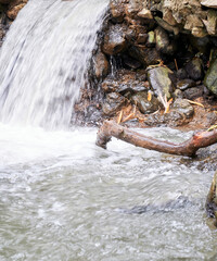 River flow close to small stones. beautiful rapids on the river.