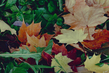 Fallen maple leaves in the forest